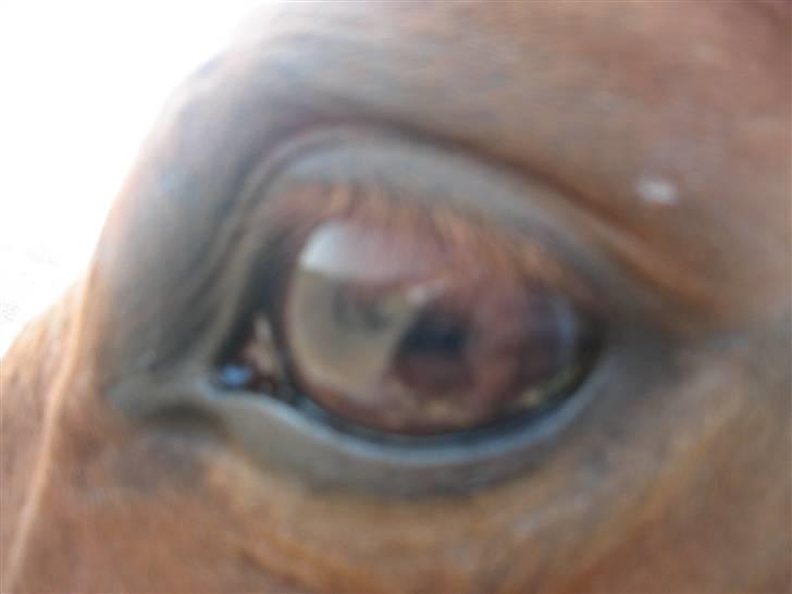 Dansk Varmblod Jeanet Von Pøl <3 R.I.P - hendes smukke øje billede 17