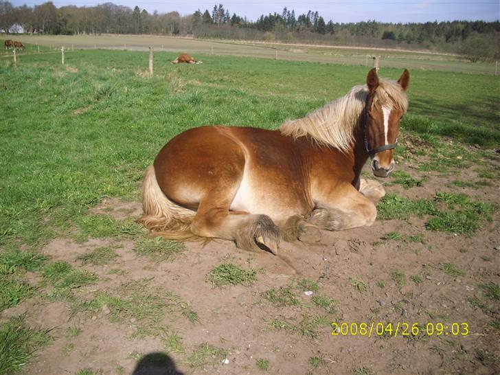 Jyde Nynne - hay hvad er klokken ??????   er jeg stået for sent op ??? :¤ : foto miig billede 2