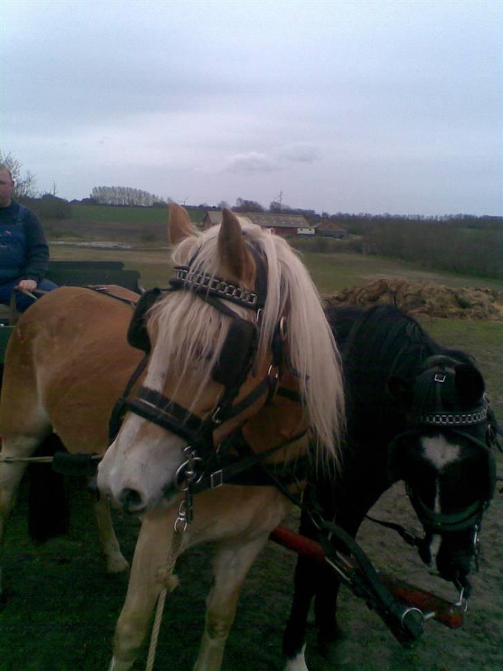 Haflinger Salsa - velkommen til Salsas profil :D billede 1