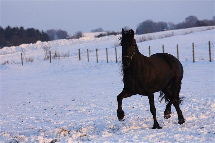 Frieser Eefke Fan't Klotske - Vinteren 2010/2011 billede 14