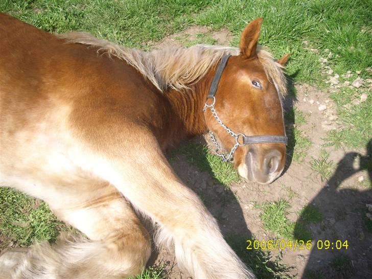 Jyde Nynne - det er godt med en lille lur heheh :):):) : foto miig billede 3