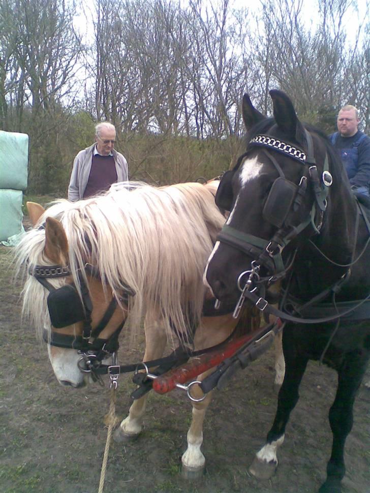 Haflinger Salsa - nøij en fin man :D billede 2
