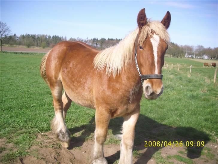 Jyde Nynne - hay se mig se mig se mig, er jeg ikke pæn ??? :):):):):) : foto miig billede 4