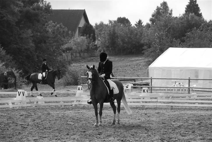 Irish Cob sjors, SOLGT;*( - flot parede billede 14