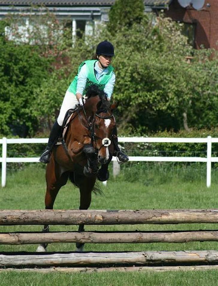 Hannoveraner AK's Picasso  - Han er perfekt til det billede 3