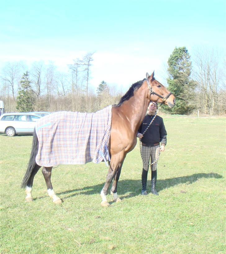 Hannoveraner AK's Picasso  - Fine fine casso billede 5