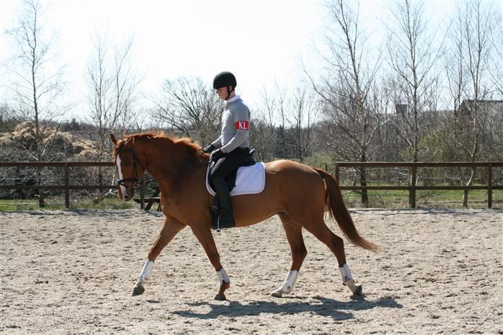 Dansk Varmblod Bentley-WI     SOLGT - Bentley . . .  billede 16