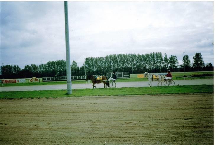 Gotlandsruss Cita *Nysted efterskole* - Natascha & Cita .  billede 19