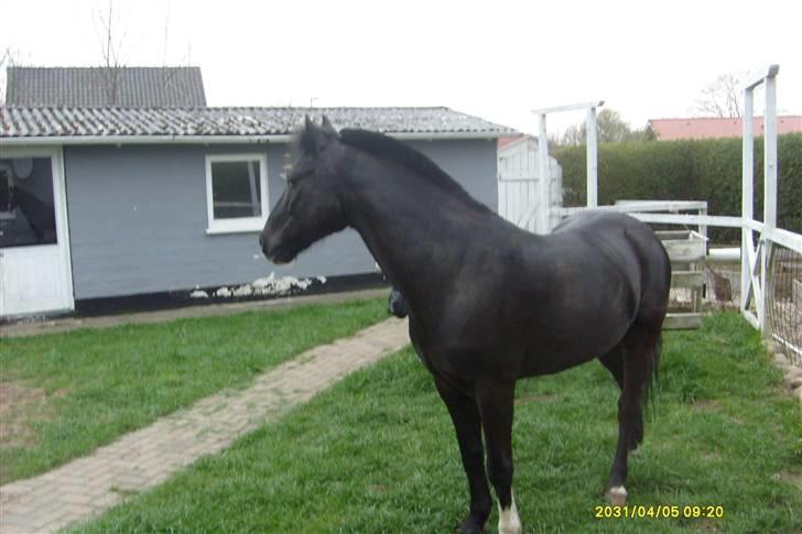 DSP sherrydan solgt :( - kan helder ikke beskrive hvor dejligt det var at have dig hjemme i haven!<3 billede 8