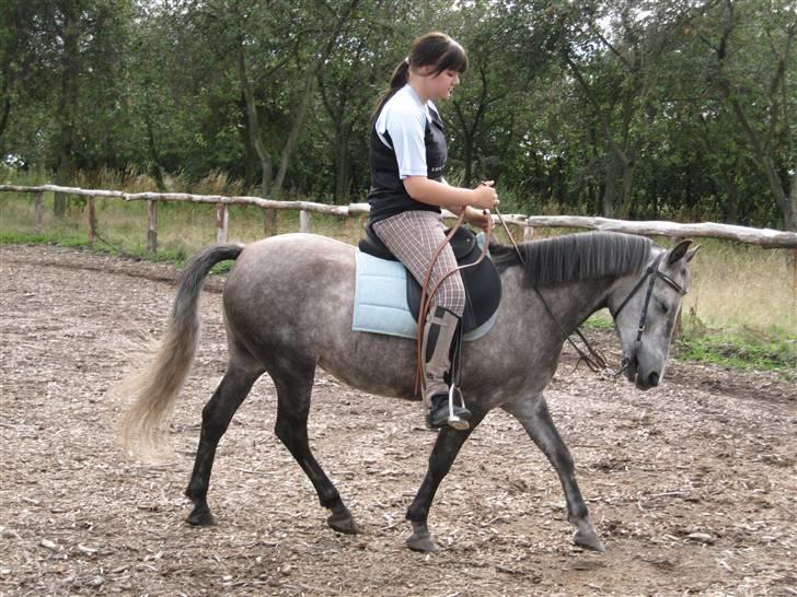 Anden særlig race Lady - Lady træning i western..  billede 4