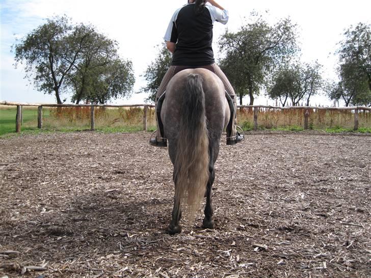 Anden særlig race Lady - Lady :D billede 10