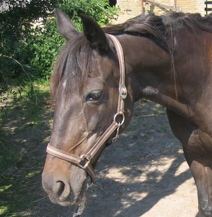 Traver Lizette Lund †090608† - Smukke skat billede 7