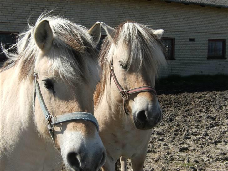 Fjordhest TOFTEGAARDENS DRABANT   - Det er min mor der står tættest på billede 12