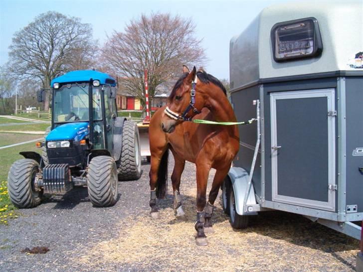 Dansk Varmblod Herkules (Filur) - Til Orienteringsridt i Fladsaa billede 14