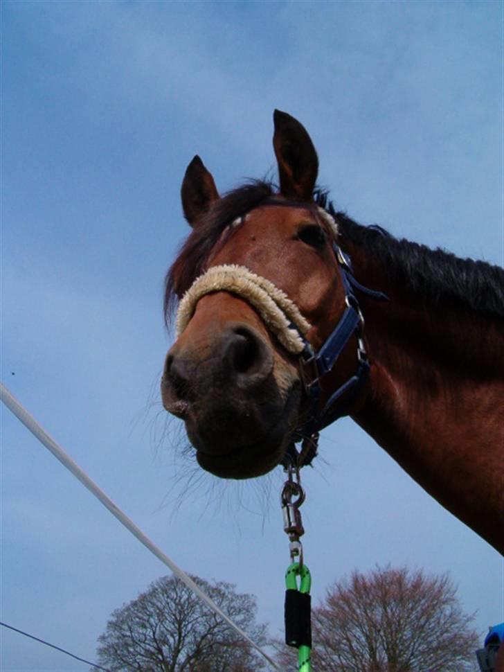 Dansk Varmblod Herkules (Filur) billede 15