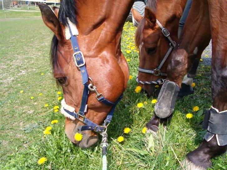 Dansk Varmblod Herkules (Filur) - "Endelig græs" Herkules og Victor efter to timers orienteringsridt. billede 16
