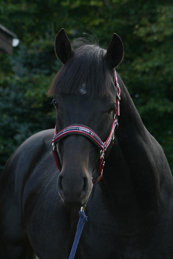 Dansk Varmblod Stærebogårds Ajour - 30 måneder gammel hingstebasse :-) billede 8