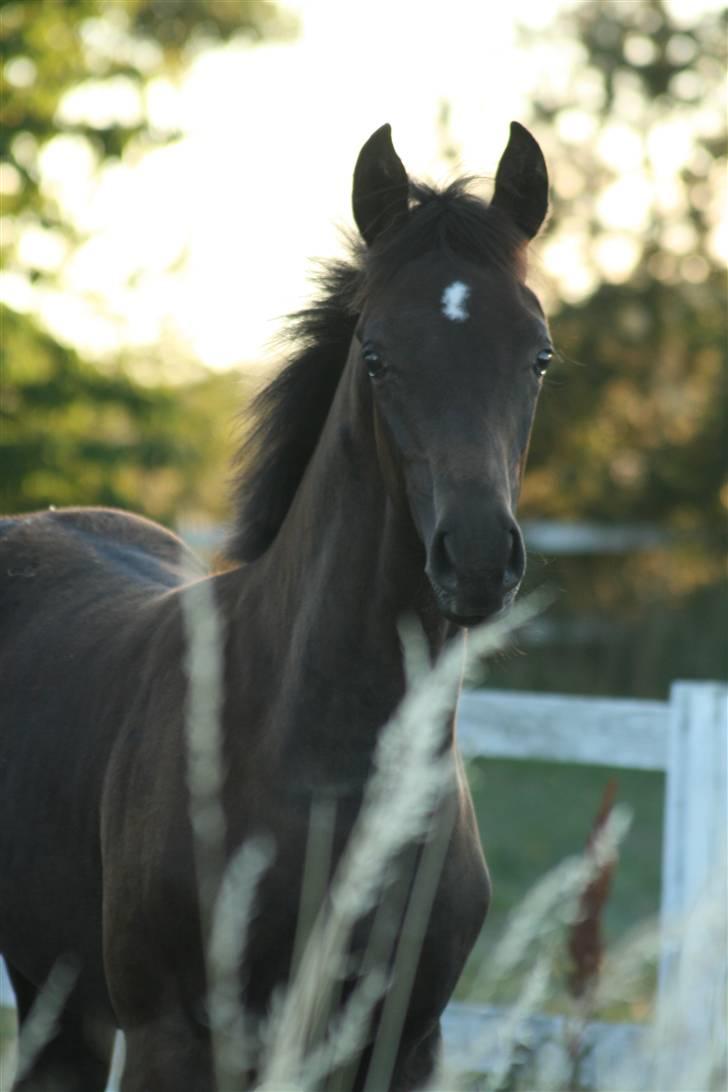Dansk Varmblod Stærebogårds Ajour - 4½ måned gammel :-) billede 11