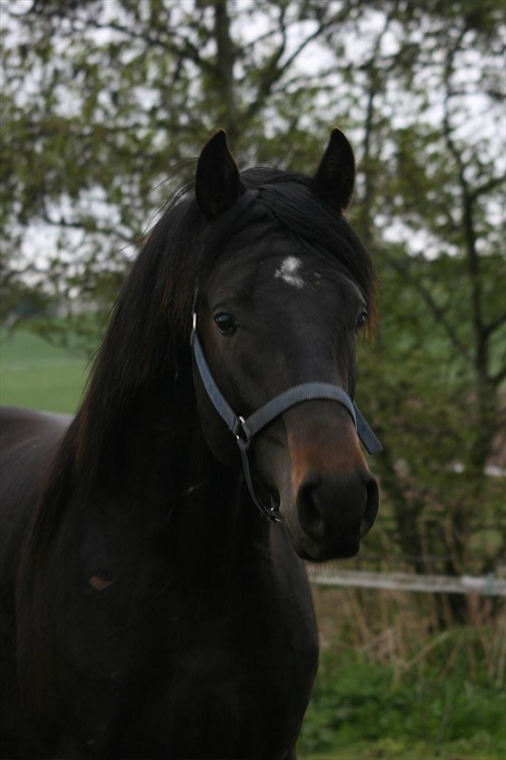 Dansk Varmblod Stærebogårds Ajour - Ajour 26 mnd. gammel (maj 2010) billede 12