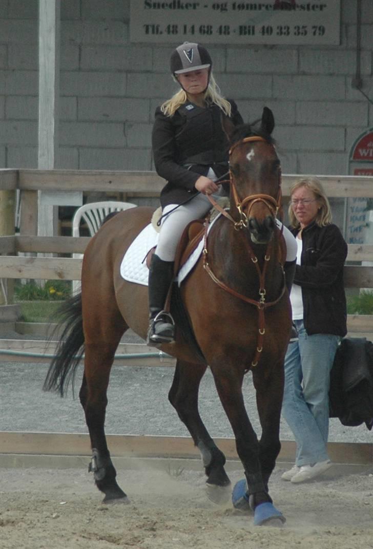 Dansk Varmblod Leroux   RIP  billede 11