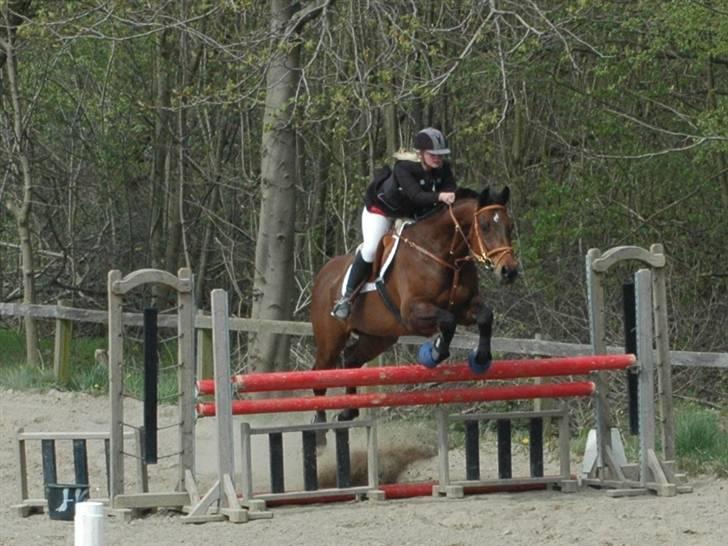 Dansk Varmblod Leroux   RIP  billede 12