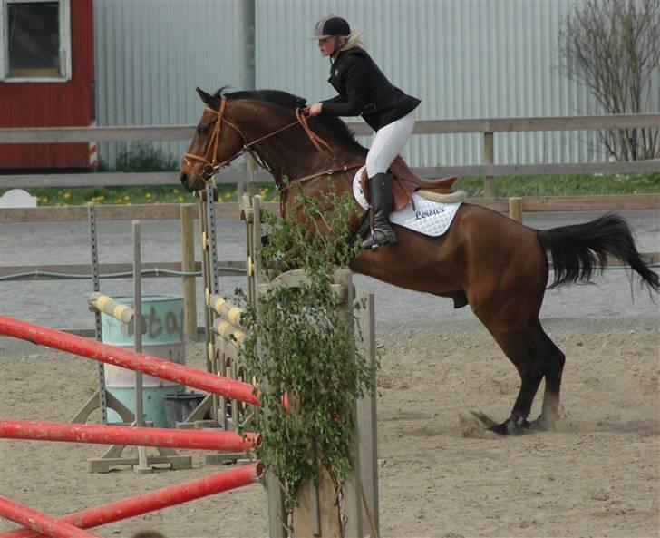 Dansk Varmblod Leroux   RIP  billede 13