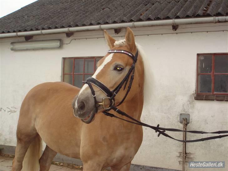 Haflinger Meike - solgt -  - Den dejlige meike med sin nye trense.. billede 1