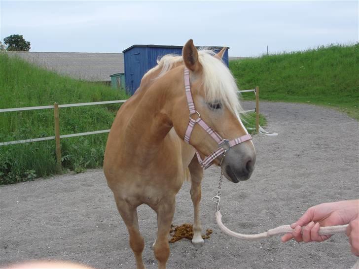 Haflinger Meike - solgt -  - Meike<3 billede 2