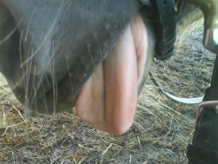 Haflinger Meike - solgt -  - Totalt nice billede. billede 3