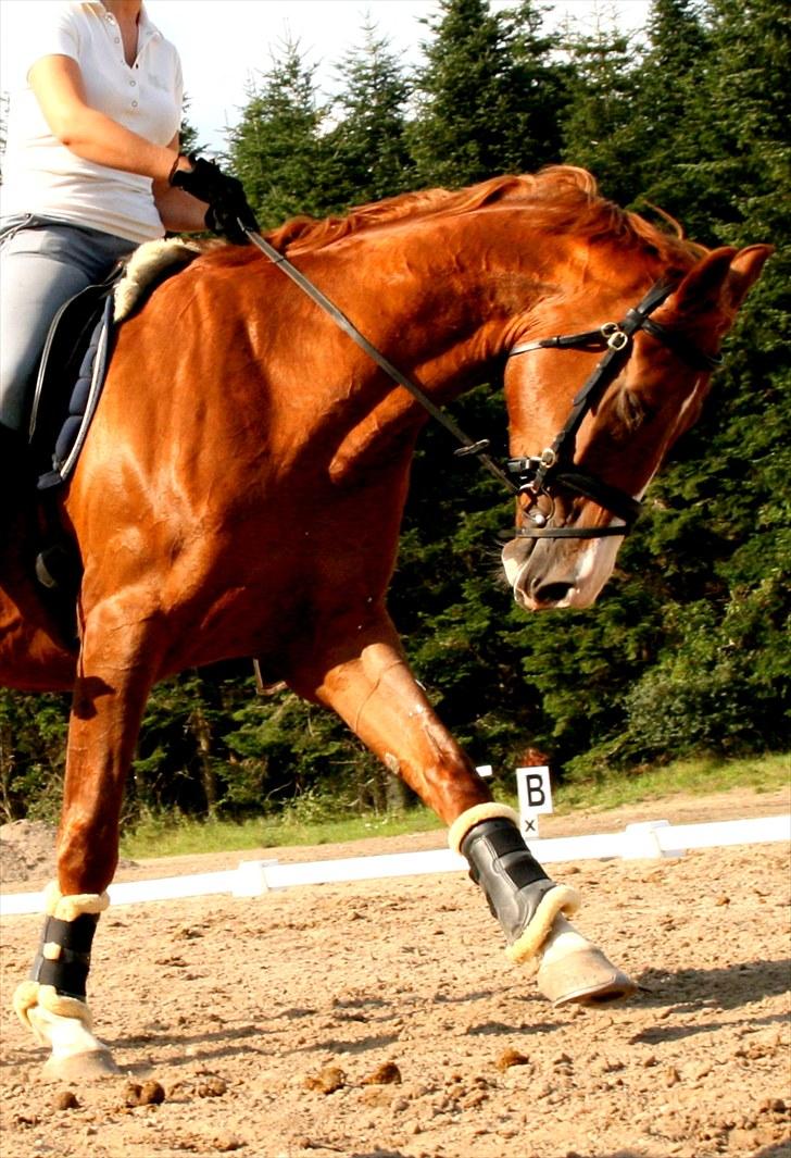 Hollandsk Varmblod Max R.I.P - Den lækre steg. billede 19