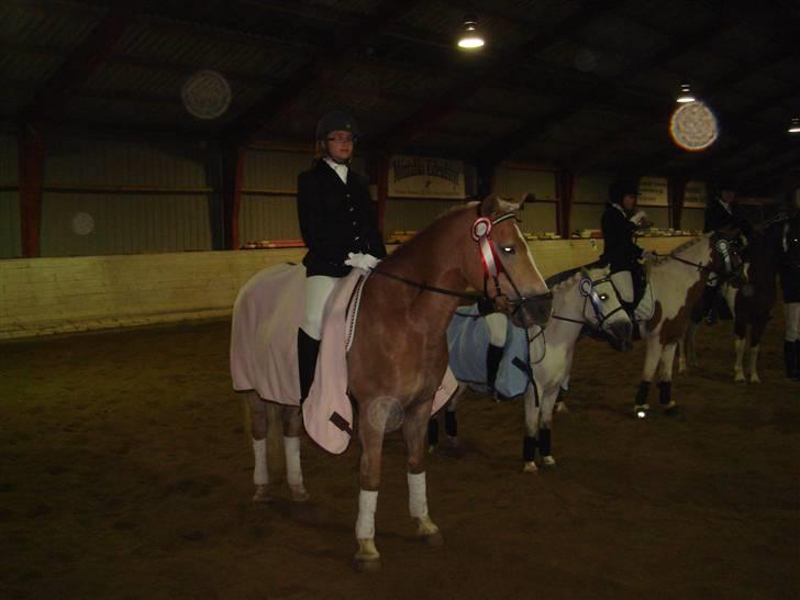 Haflinger Meike - solgt -  - miq &&´ meike til præmie overrækkelse viii blev nummer et.. elsker min lille tungerækker billede 4
