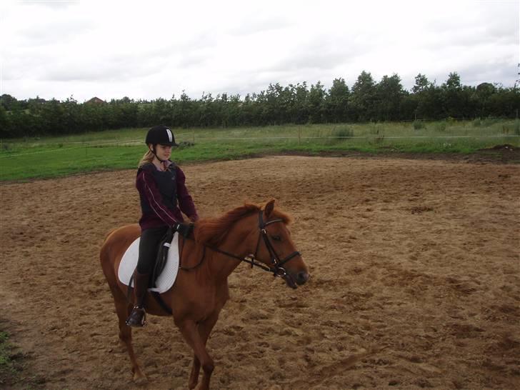 Anden særlig race Marina billede 10