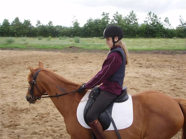 Anden særlig race Marina billede 11