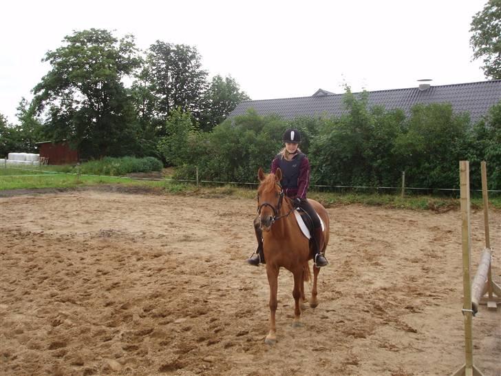 Anden særlig race Marina billede 12