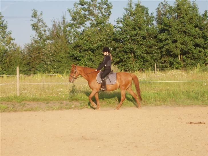 Anden særlig race Marina billede 15