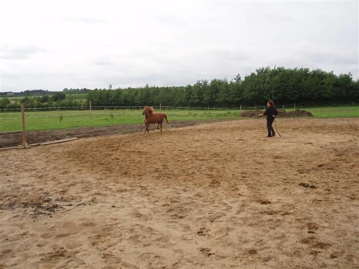 Anden særlig race Marina billede 17