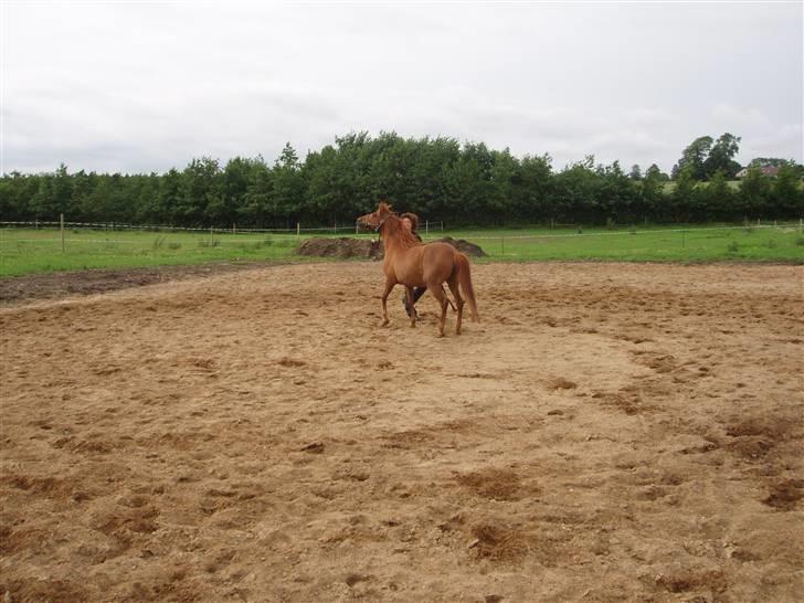 Anden særlig race Marina billede 18