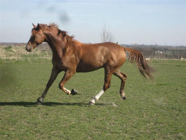 Dansk Varmblod Vestgårdens Aragorn  billede 11