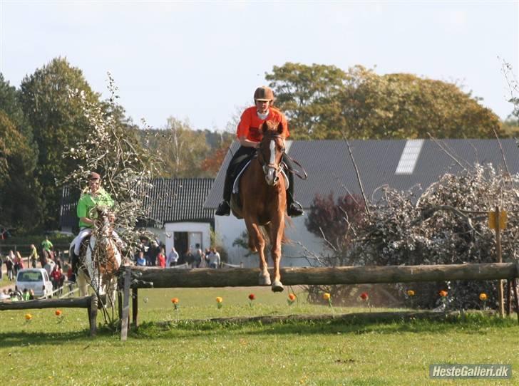 Dansk Varmblod Vestgårdens Aragorn  - Tærrenspring på FAK. billede 13