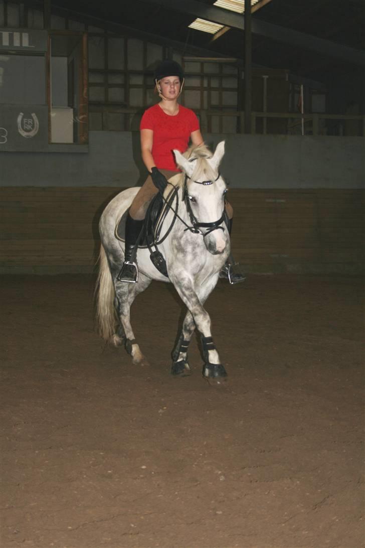 Anden særlig race Silver (SOLGT) - Dressurtræning sommer 2008. Schenkelvigning :) Foto: Celine Storm Jensen billede 10