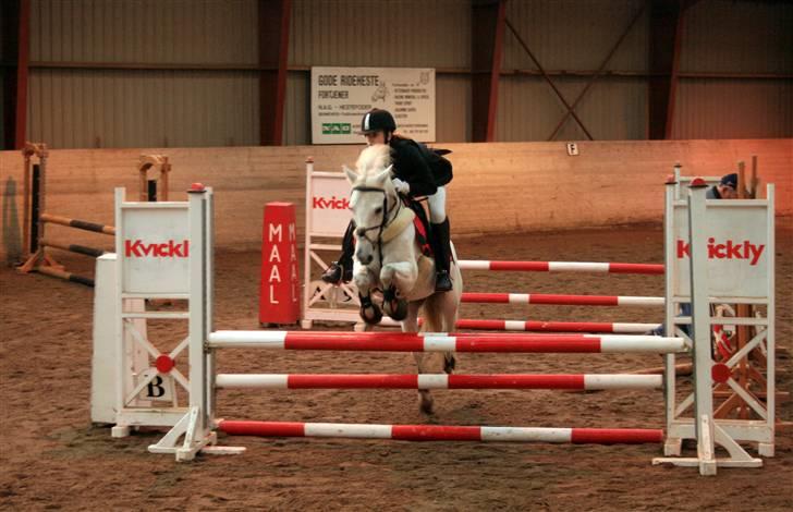 Welsh Pony af Cob-type (sec C) Filur - LB på frederikssværk billede 15