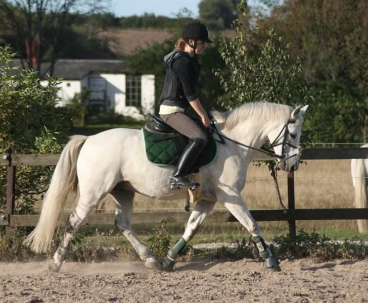 Welsh Pony af Cob-type (sec C) Filur - Dressur...? billede 16