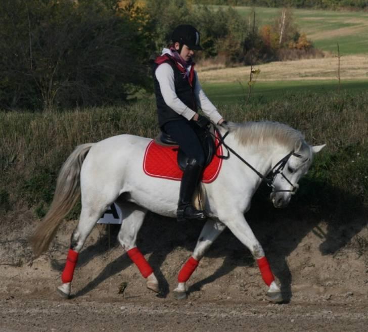 Welsh Pony af Cob-type (sec C) Filur - <3 billede 19