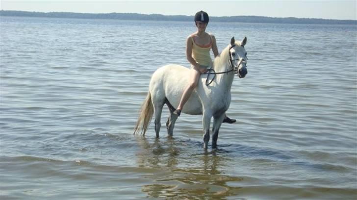 Welsh Pony af Cob-type (sec C) Filur - En tur til fjorden ;D billede 20