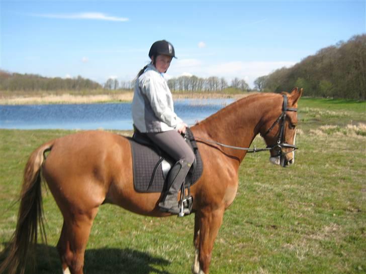 Frederiksborg Jupiter  - en tur i engen billede 8