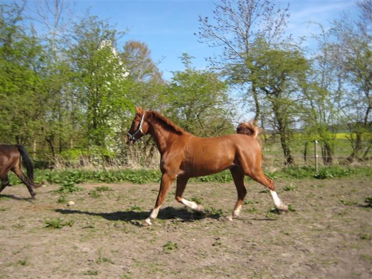 Frederiksborg Jupiter  billede 9