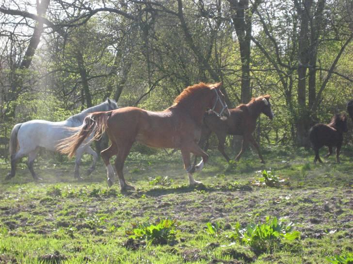 Frederiksborg Jupiter  - jupiter på besør hos vennerne billede 10