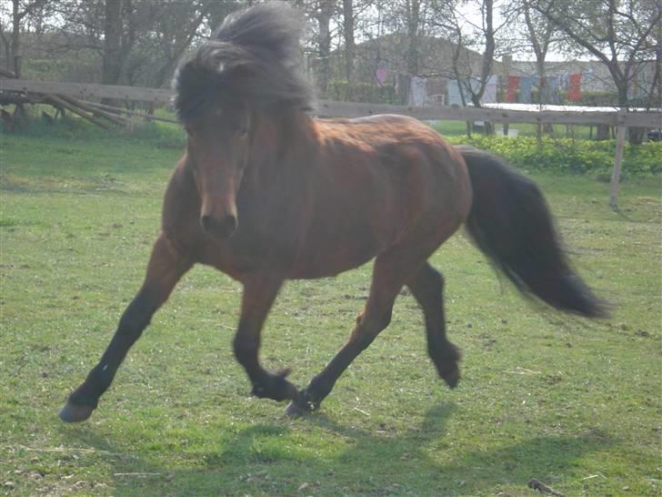 Anden særlig race Tyson<3* SOLGT <3* - ja som sagt du er jo lækker:) billede 1