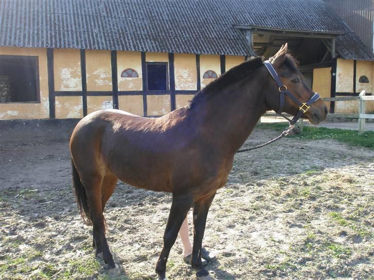 Anden særlig race Tamara *solgt* billede 2