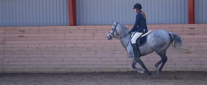 Anden særlig race Con Amor - Lidt sjov billed..mark stævne billede 8